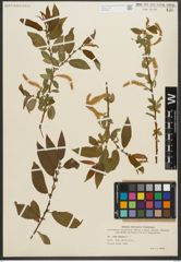Foto von Salix triandra L.